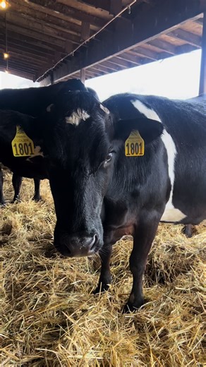 Calving Season at Chico State Organic Dairy