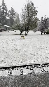 Runner who was adopted awhile back got a taste of Oregon snow here in the valley today! What a blast he had! 😍🐾 | Raining Dogs Rescue