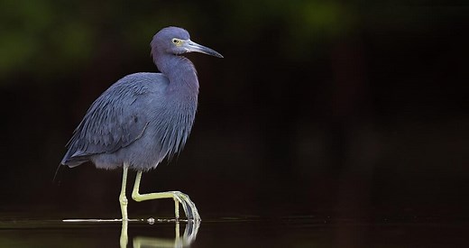 Little Blue Heron Photos and Videos for, All About Birds, Cornell Lab of Ornithology