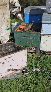 4.8K views · 74 reactions | Third round beekeeping nz Compressing brood frames Strengthening bee hives Preparation for splitting #fbreelsfypシ゚viralfbreelsfypシ゚viral #beekeepersofinstagram #beekeeperslife #beerstagram #naturelovers #beekeeper #beekeepinglife #honey #beekind | Beekeeping Journey | Facebook