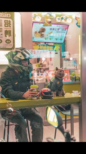 Get more rest when you are tired#motorcycle #cat #helmet #scproiect #biketok #streebike #motorcycleclothing #motorcyclesoftiktok #bike #bikelife #motorcycleshelmet