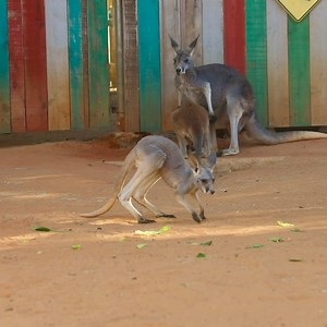 654K views · 4.6K reactions | Cuteness Alert! Meet Mako, the most recent joey out of the pouch! This little guy is adorable! 殺殺殺 | San Antonio Zoo | Facebook