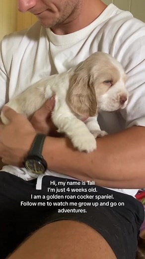 Meet Tali: Our Adorable 4-Week-Old Cocker Spaniel