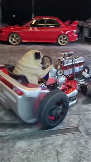 Donuts with a 6-cylinder kart? For Lucas that’s just youth league training 🐾🏁#pugsofinstagram