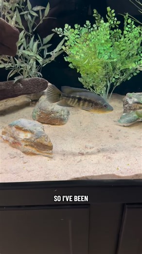 Feeding the young Dovii cichlid some Monster pellets | Cichlid Bros