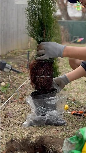 Outdoor Gardening : Planting Emerald Green Arborvitae #thegreenearth #gardening #plants