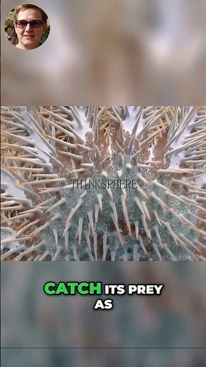 Discover the Deadly Beauty of Crown of Thorns Starfish