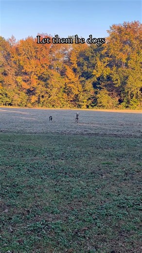 Let them be dogs. So greatful for all my pups to be able to run around on all the land they want and just to be dogs🥰 #goldenretriever #labradorretriever #miniaustralianshepherd #greatpyrenees #englishshepherd | Grace Peterson