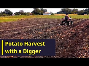 Potato Harvest with a Digger