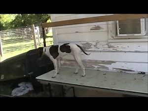 Dog Training Table on a Budget