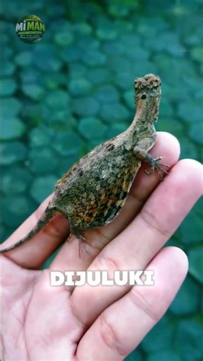This Lizard Can Actually FLY! 😳🐉🦎