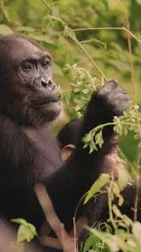 The almost HUMAN animal! 🦍🧠 The BRUTAL strength of a Gorilla! 🦍💪