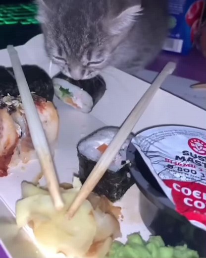 Funny Cats Compilation: The Last One Will Make You Cry Laughing