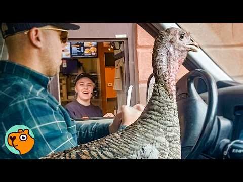 Man Adopts A Baby Turkey. Now She’s Glued To His Lap | Cuddle Buddies