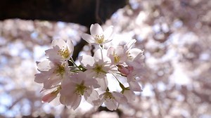 Peak bloom is around the corner: What to know about University of Washington's cherry blossoms