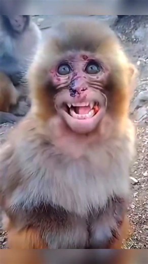 Close-Up of a Monkey in Its Natural Habitat