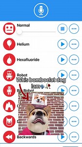 Whis bomboclat dog Iam🗣️🥀 #meme #viral #follow #goofyahsound #bomboclat