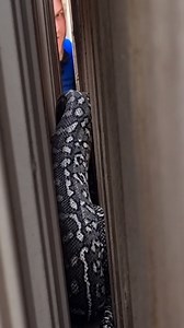 Big Python Wedged In Behind Garden Shed! This turned out to be a bit tricky and I think this stunning Carpet Python new it had the upper hand 😂 Eventually we pulled the shed away from the fence and I was able to scoop the snake up and away from the shed and into the bag. Thanks to my colleague Chris for his helping hand - Stu | Sunshine Coast Snake Catchers 24/7