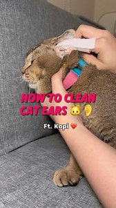 How to clean cat ears 🐱👂 #arahvirtucio #veterinarian #howtocleancatears #vetmed #philippines | Arah Virtucio