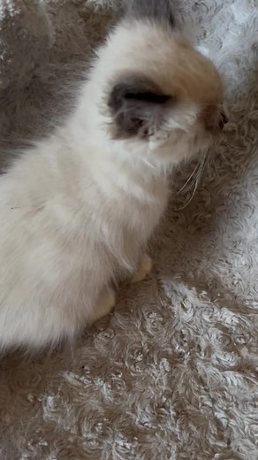 Ragdoll Kitten Heaven! I rushed to Frisco on Friday frantically to pick up eight tiny ragdoll kittens. They are infested with ringworm and will need treatment. They will also need to be spayed/neutered, tested, vaccinated, dewormed, etc. Can you please help? ￼ You can help with these poor Ragdolls by: 1.) donating here 2.) Venmo at @merlinshoperagdollrescue 3.) Paypal at merlinshoperagdollrescue@gmail.com 4.) Please call our vet directly at 972-875-2647. 5.) Amazon Wish List (we desperately need