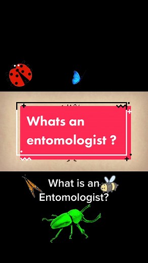 Wildlife Artistry on TikTok