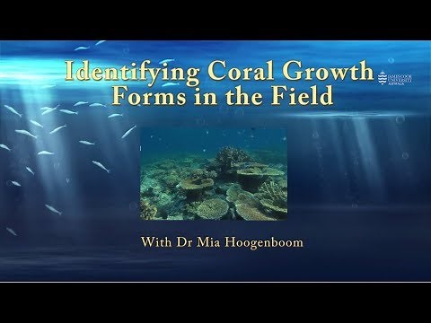 Identifying coral growth forms in the field - JCU Classroom on the Reef