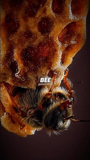 How Queen Bees Are Actually Made 🐝👑 #joerogan