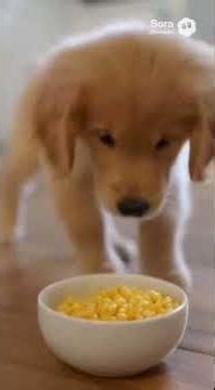 Puppy Reactions That Will Make You Smile