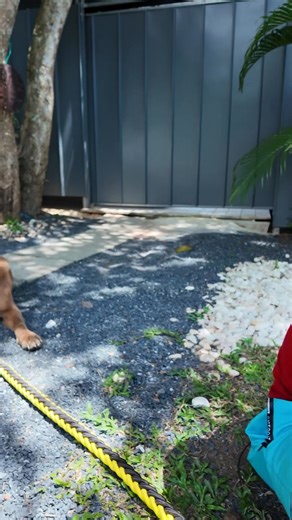 127K views · 10K reactions | We've been feeding Twix the street dog...