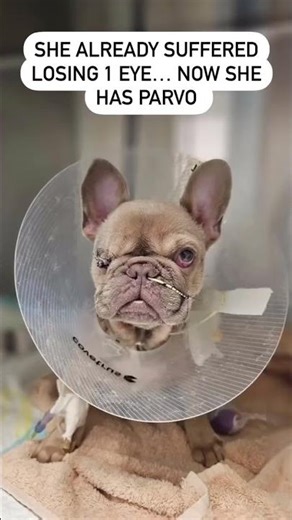 Please consider donating to help💔#usa #canada #uk #germany