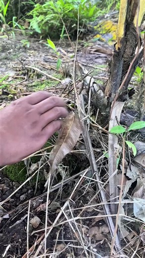 Descubra a Diversidade da Floresta Amazônica