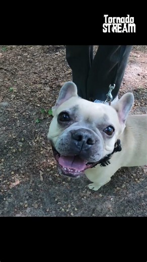 Paula unterwegs mit der GoPro 🐶📸 #französischebulldogge