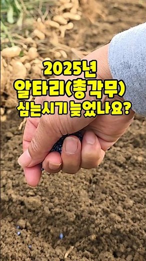Isn't it too late to plant ponytail radishes (Altari)? Vegetable gardening, Oga Farm, Goesan, Chu...