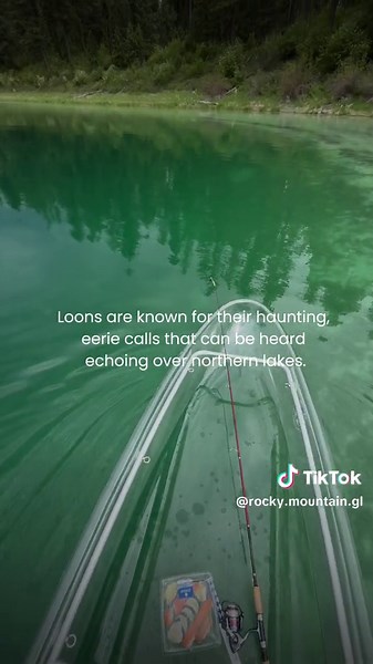 Exploring Lake Five: Experience the Haunting Calls of Loons