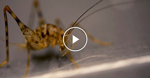 ScienceTake | Cricket Ballet