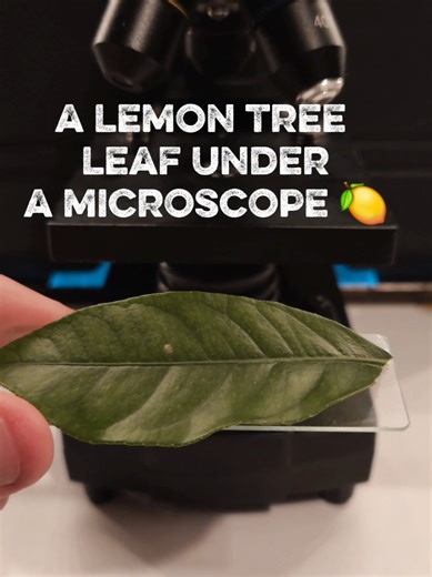 Microscopic Observation of Lemon Tree Leaves