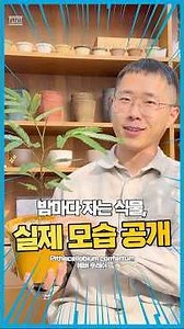 밤마다 자는 식물, 실제 모습 공개 #희귀식물 #식물추천 #공기정화식물