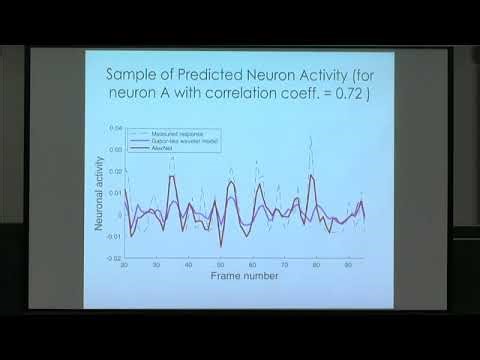Prof. Bin Yu | Artificial neurons meet real neurons: pattern selectivity in V4 via deep learning