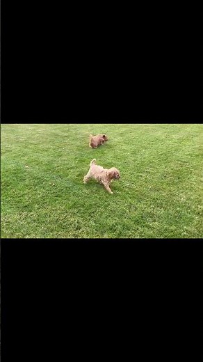 Stunning Cavapoochon pups #cavapoochon #puppy