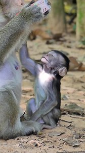 Adorable baby monkey & Newborn baby monkey videos #monkeys #babymonkey #monkey #adorablemonkey #cutemonkey #reels #fyp #animals #wildanimals #newbornmonkey | My Animals