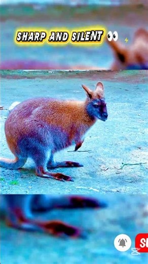 Beautiful Kangaroo Moments 🦘🌿 #kangaroo #wildlife #nature #animals #shorts