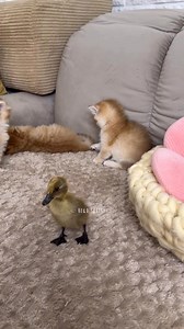 Kittens and ducklings funny playing 😂 #kitten #cats #cuteness #virals #ducklings #ducks #kitty #reelsviralfb #reelsfb #shortsviral #foryoupage #reelsofinstagram #cat #cats #catlover #fyp #foryou#cutenessoverloaded #adorable #funny | Hello Skitty