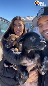 261K views · 10K reactions | Couple who dedicates all of their free time rescuing dogs decides to travel the world to save even more ✈️ | The Dodo | Facebook