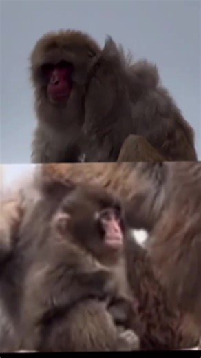 El Ciclo de Liderazgo en Punch Monkey: ¿Quién Será el Nuevo Líder?