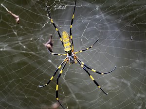 Insects Waking Up Now In FL: Huge Joro Spiders, Stink Bugs, Bees