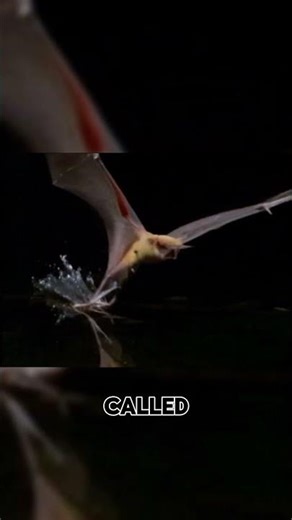 How Bats See Without Eyes
