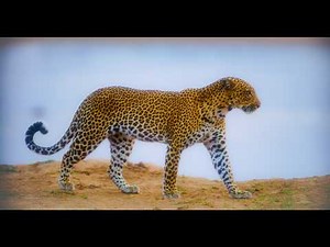 Incredible Wildlife of Botswana 8K HDR | Lions, Elephants & African Safari Animals - #2 | Calm Music