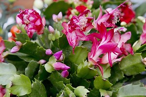 How do I stop capsid bugs eating my plants?