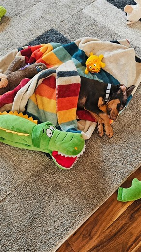 3.1K views · 50 reactions | Rachel is a stunning red Doberman mix...