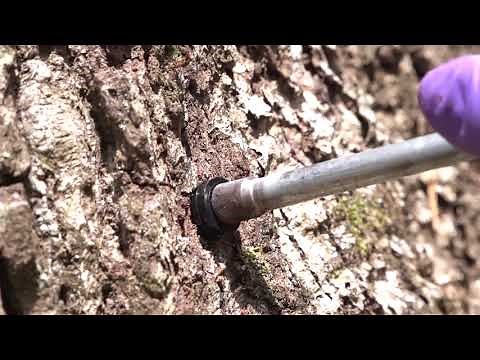 Trunk Injection: Learn About the Arborjet Method